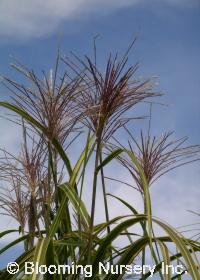 Miscanthus sinensis 'Gilt'